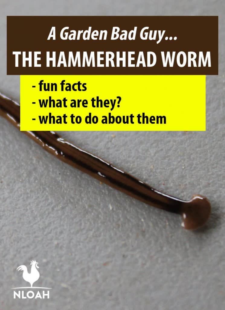 hammerhead worms Pinterest image