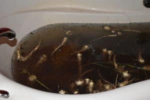 soaking parsnips in the tub