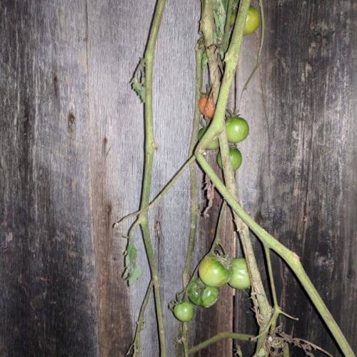 tomato plant hanging upside down