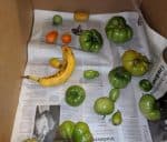 tomatoes in box with newspaper and banana thumbnail