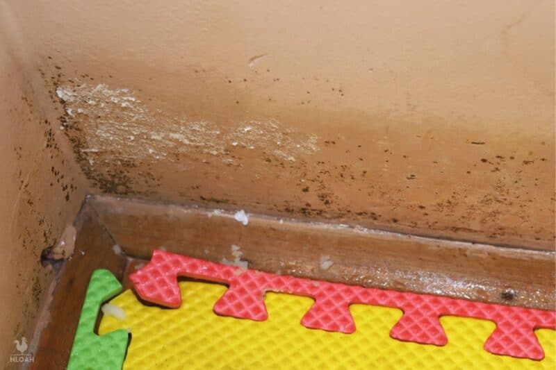 borax solution applied over black mold