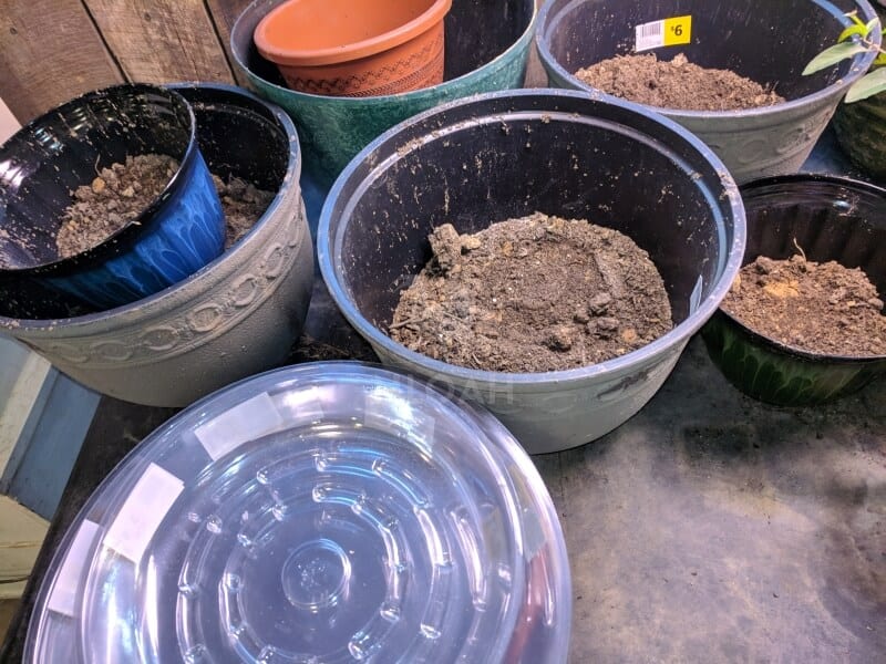 containers with potting soil