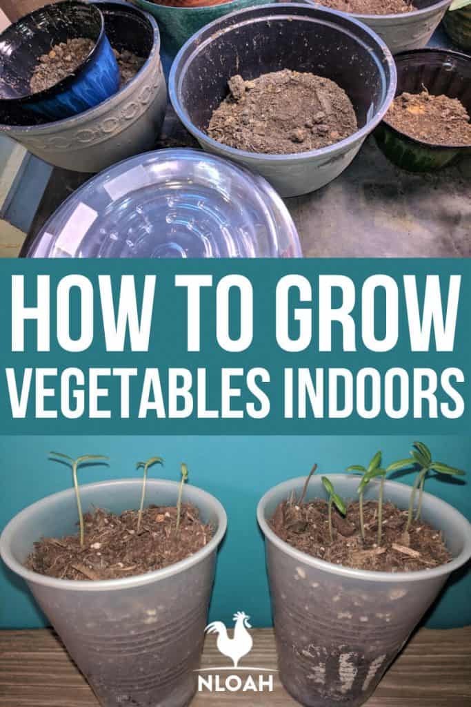 growing vegetables indoors Pinterest image