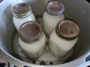 jars of milk inside pressure canner