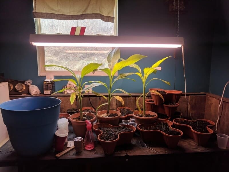 plants under fluorescent grow lights