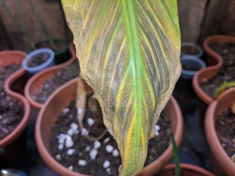 seedling with yellow leaf