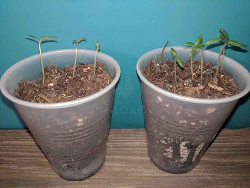 seedlings under grow lights