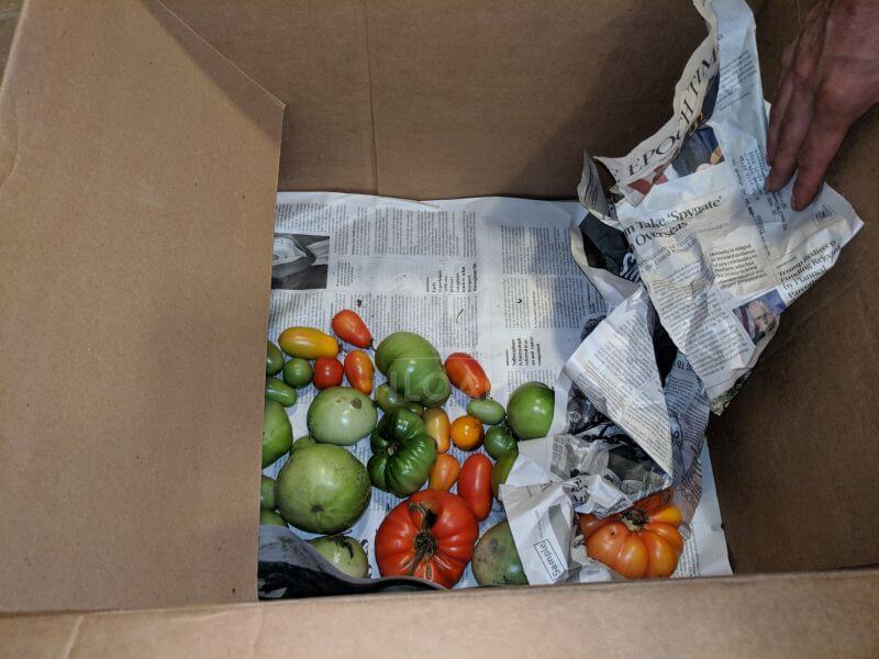 tomatoes ripening 8 days progress inside box