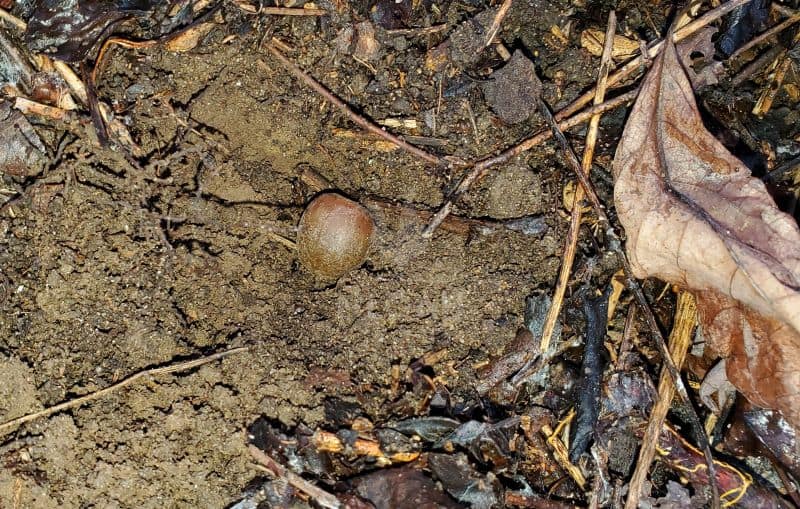 acorn on the ground