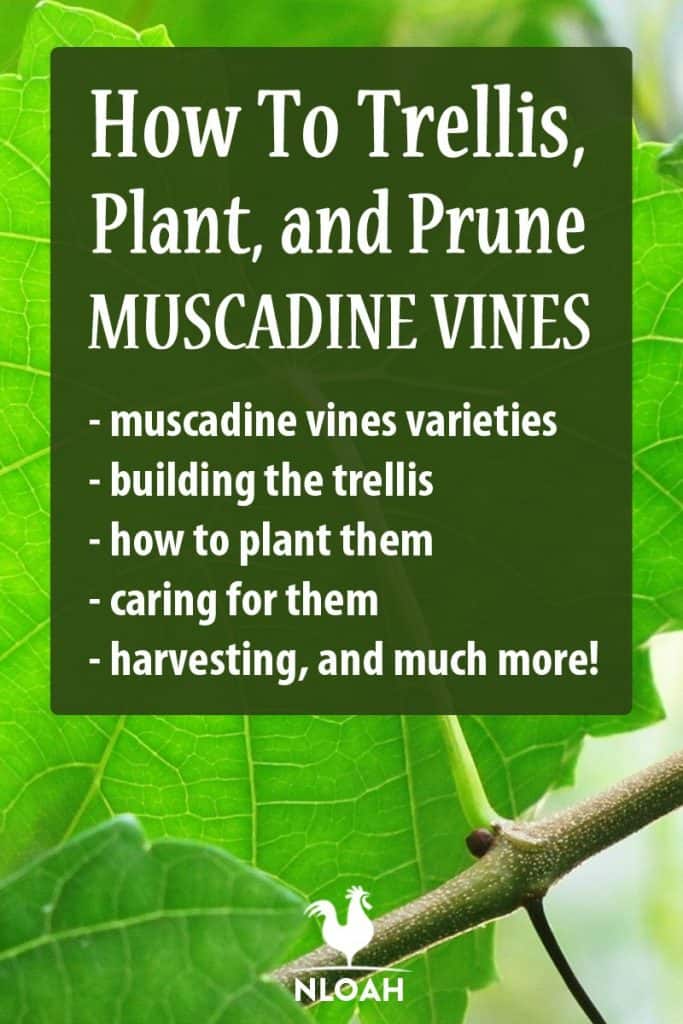 muscadine vines