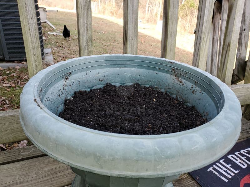 seeds container with soil