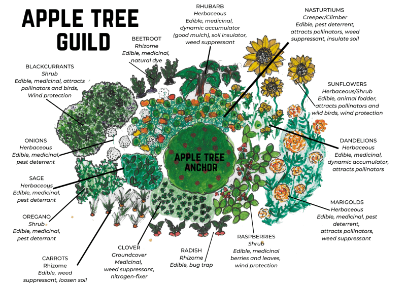 apple tree guild diagram