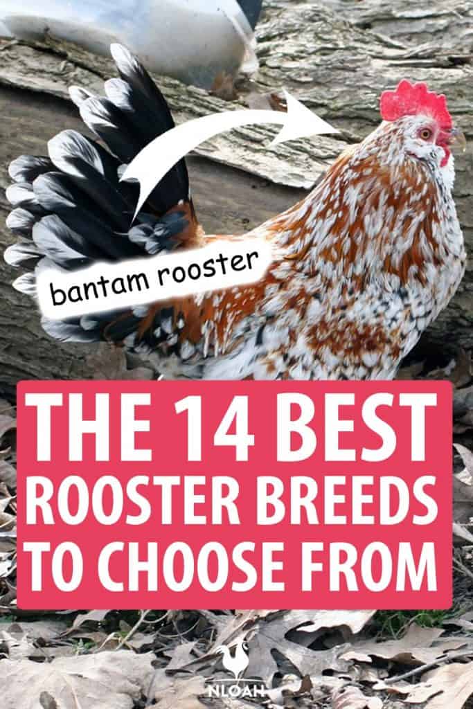 rooster chicken breeds Pin image