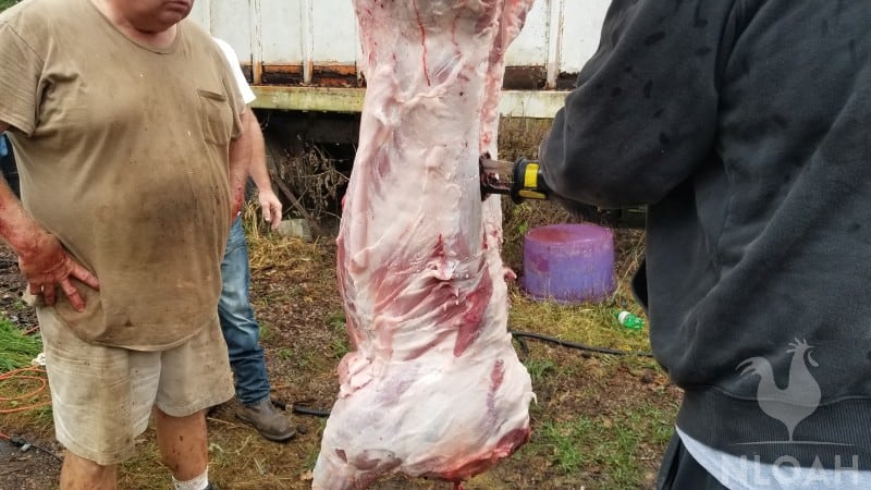 cutting the carcass in half