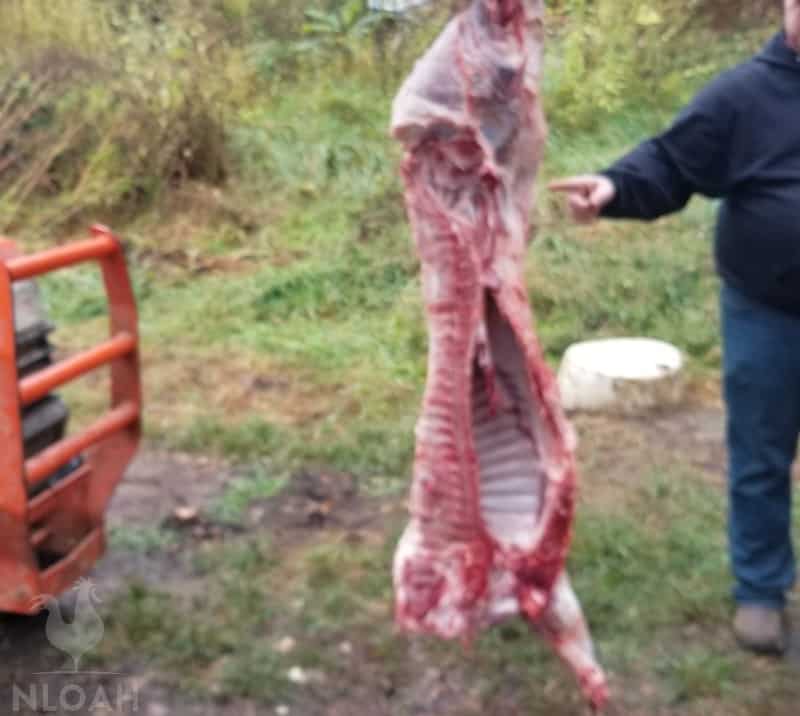 finished butchered pig