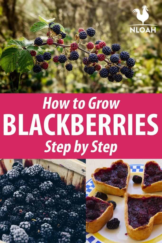growing blackberries pinterest