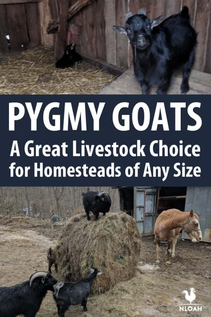 Pygmy goats pinterest