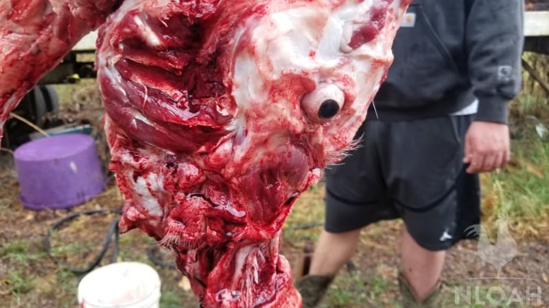 removing meat from the face