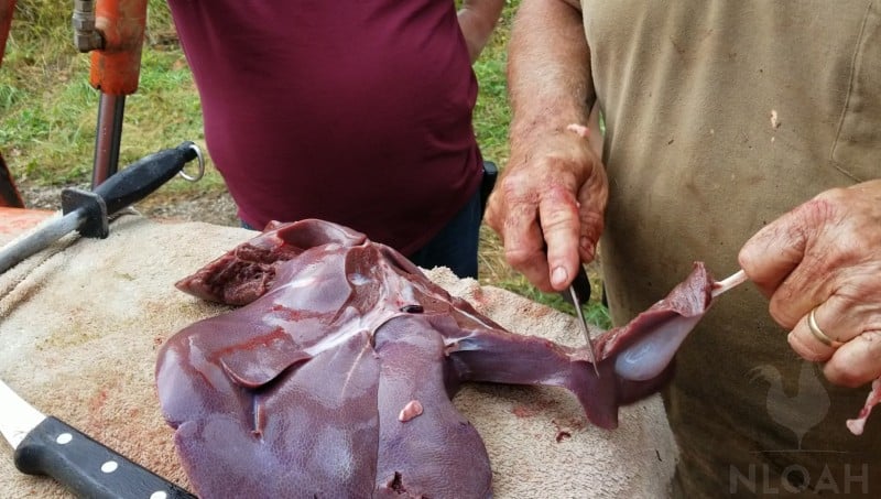 slicing pig liver