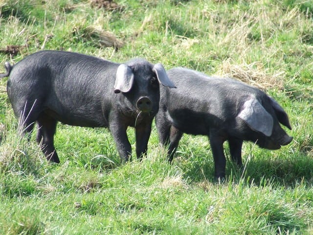 Large Black breed piglets