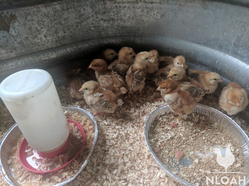 baby chicks hanging around