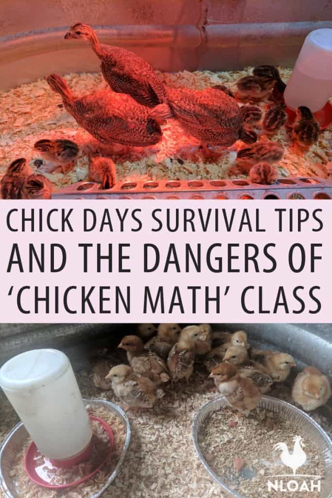 chick days survival pinterest