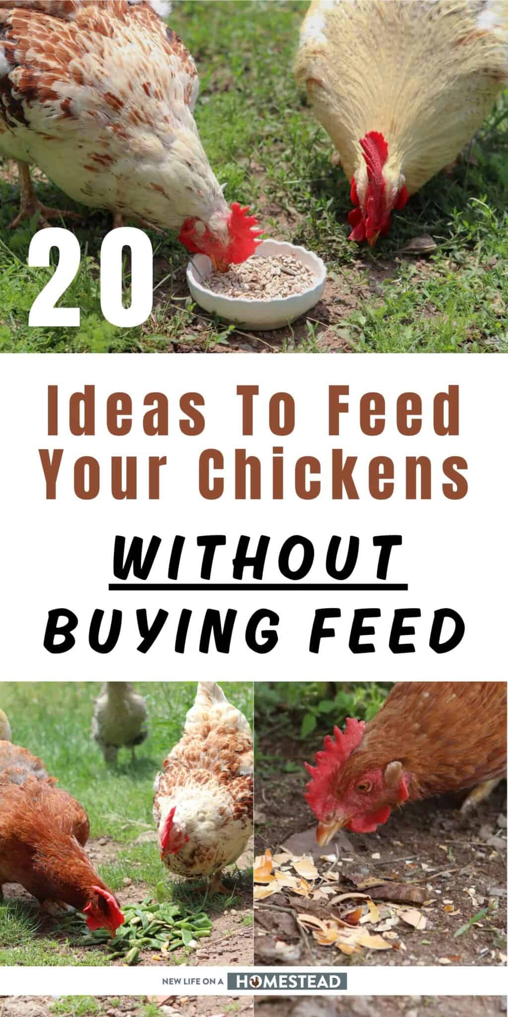 20 Ideas To Feed Your Chickens Without Buying Feed