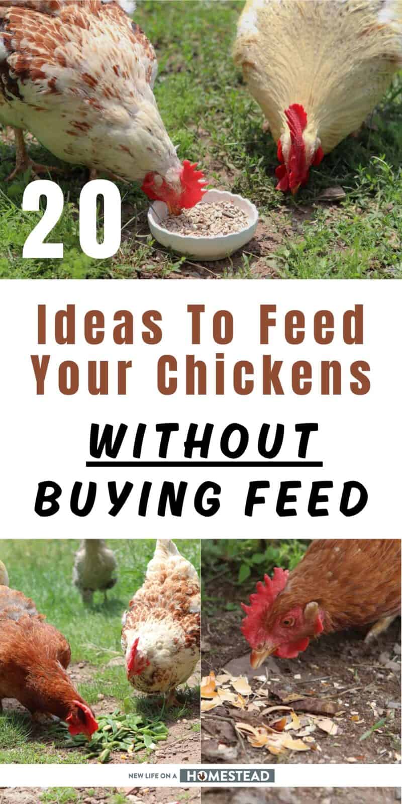 20 Ideas To Feed Your Chickens Without Buying Feed