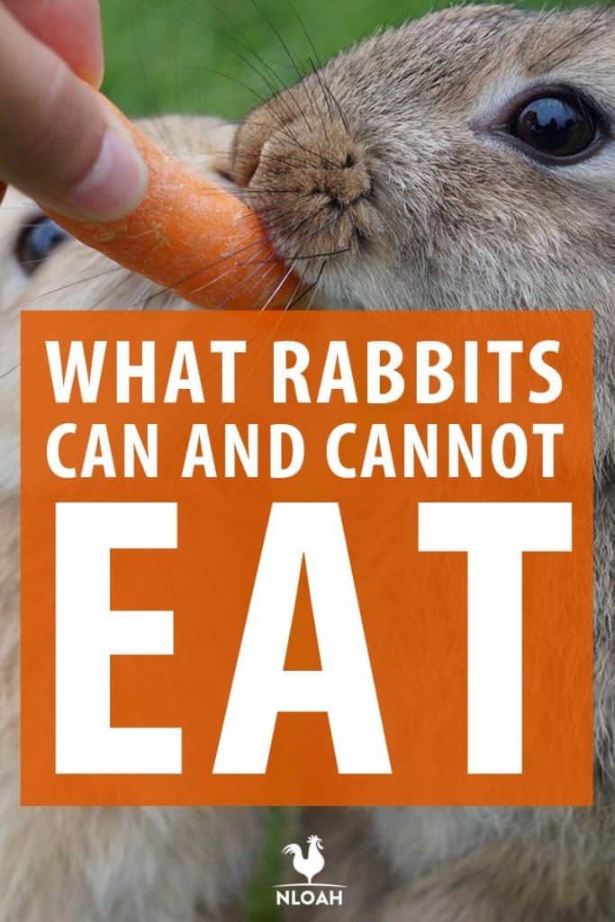 what rabbits can eat pin