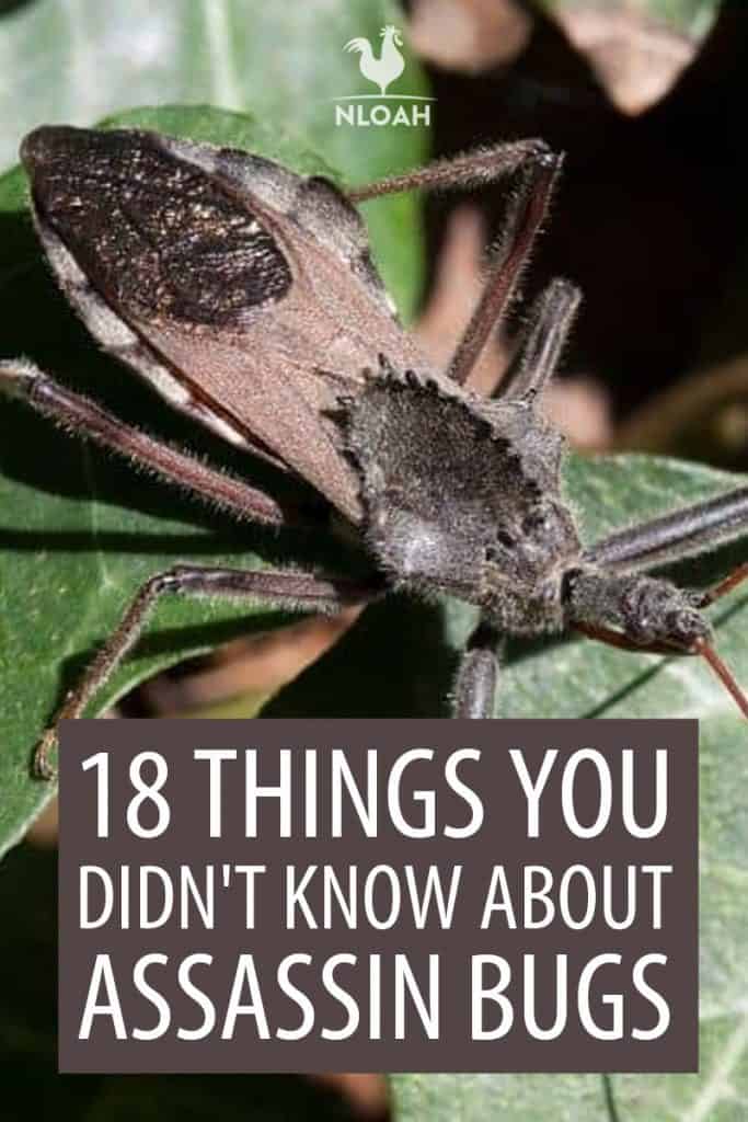 assassin bugs facts Pinterest image