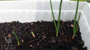 green onions in a container