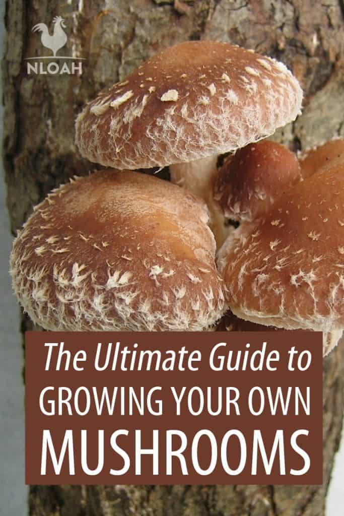 mushroom growing Pinterest image
