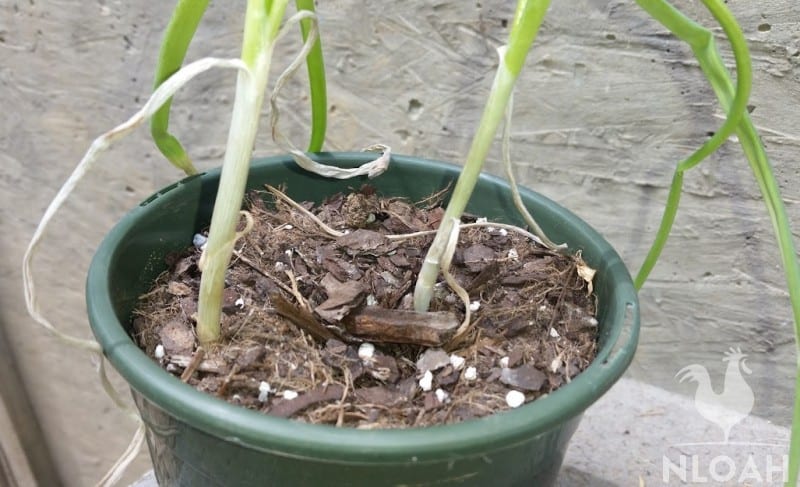 onions that can't be transplanted