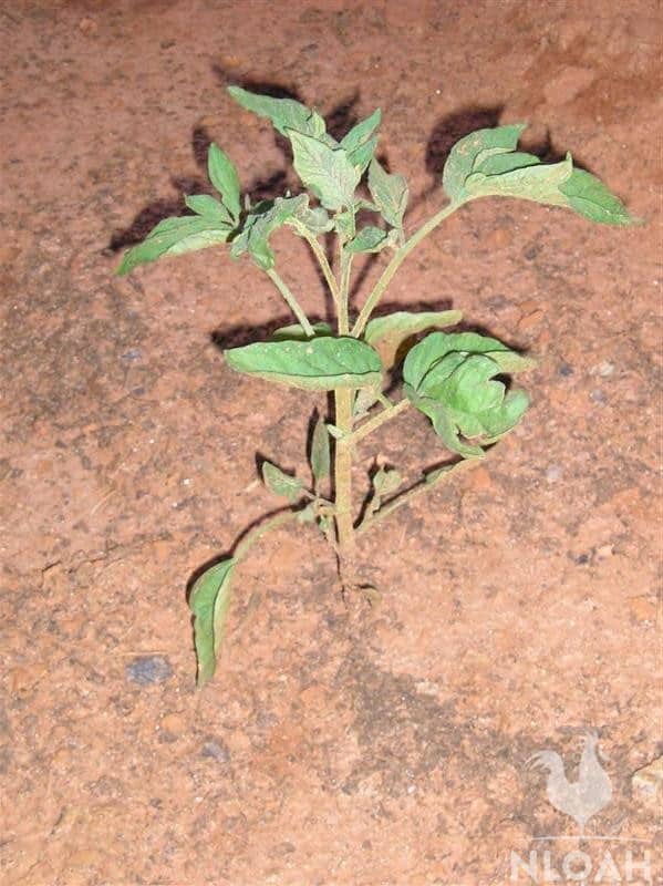 7 inches tall tomato plant
