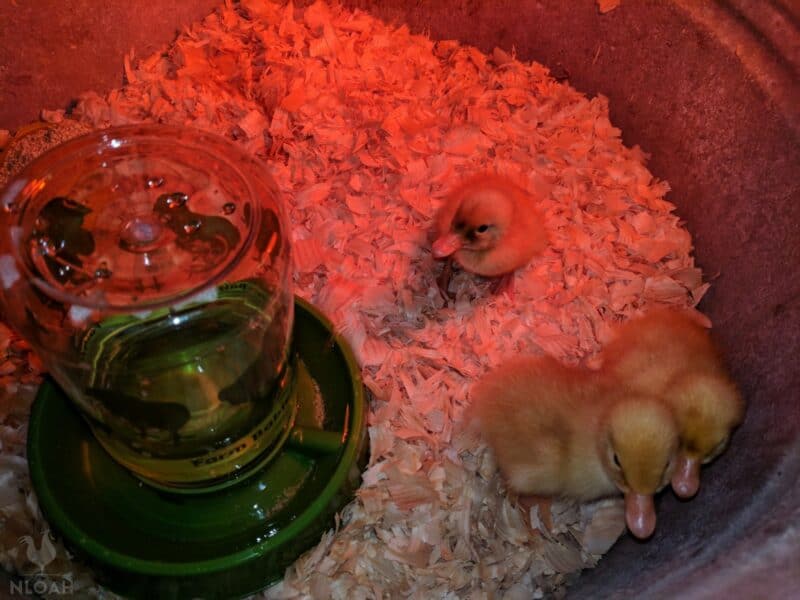 baby ducklings in brooder