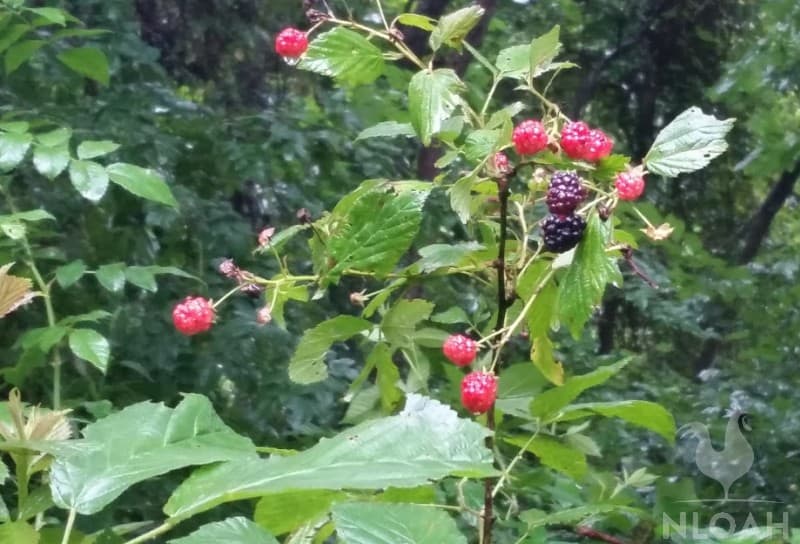 close-up of blackberry bush with berries