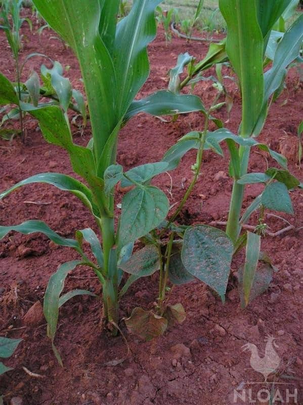corn plants close-up
