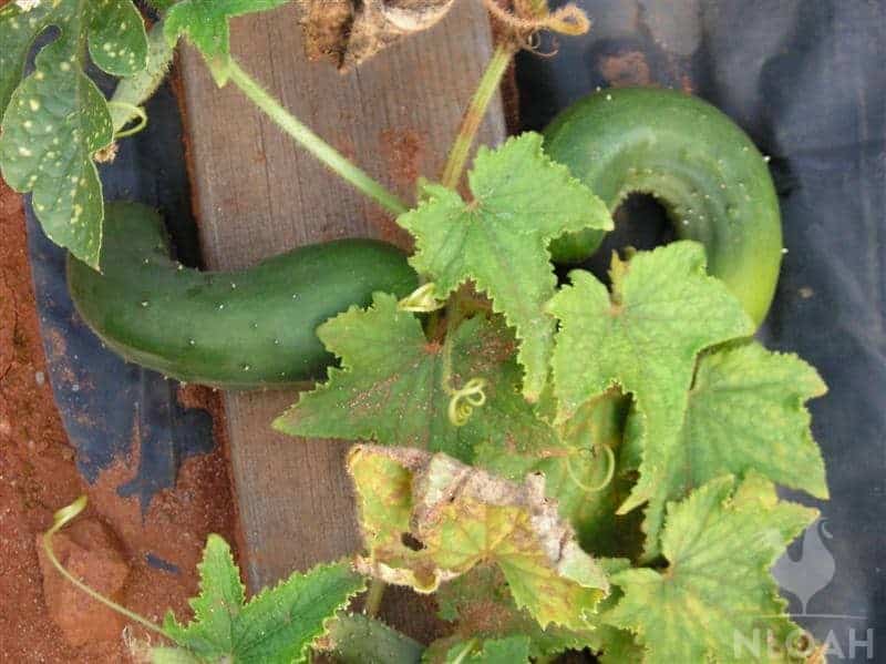 cucumbers in the garden