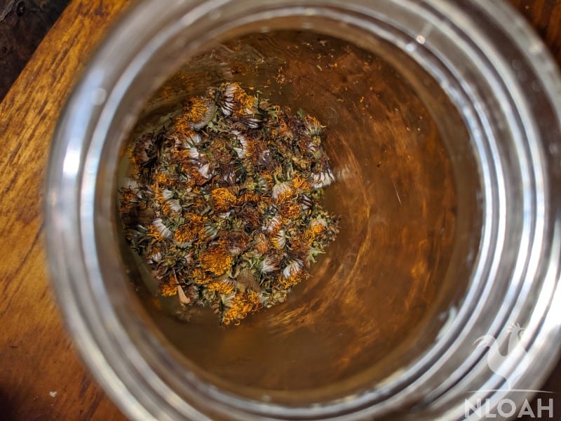 dandelion buds in jars