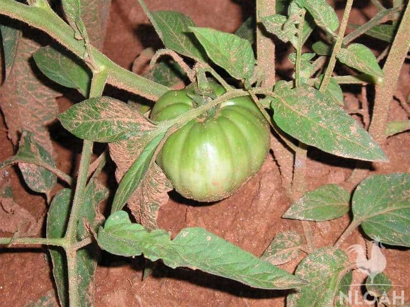 green tomato growing on plant