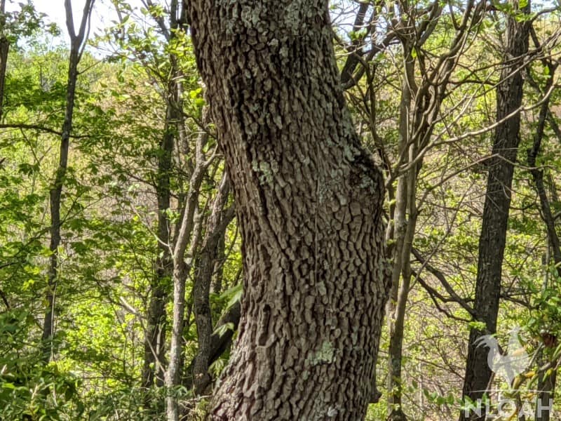 dogwood tree bark
