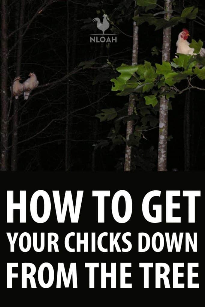 getting chicks down from trees pinterest