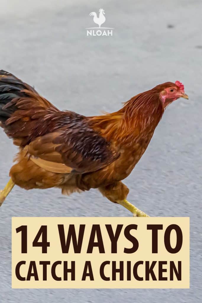 how to catch a chicken Pinterest