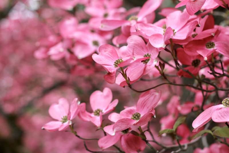 pink dogwood flowers