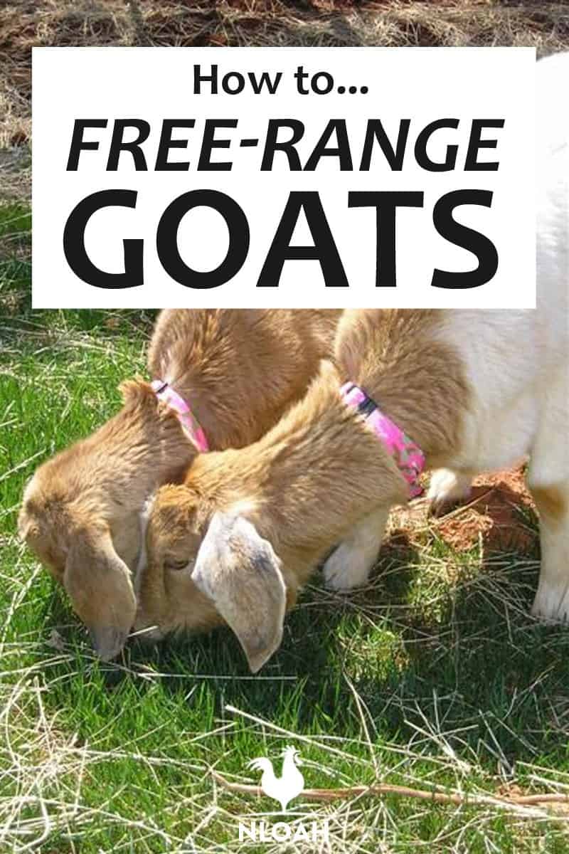 free-ranging goats pinterest image
