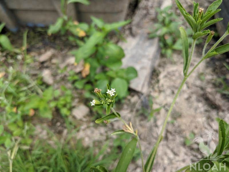 stevia plant blooming