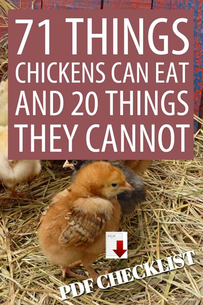 what chickens can and cannot eat pinterest image