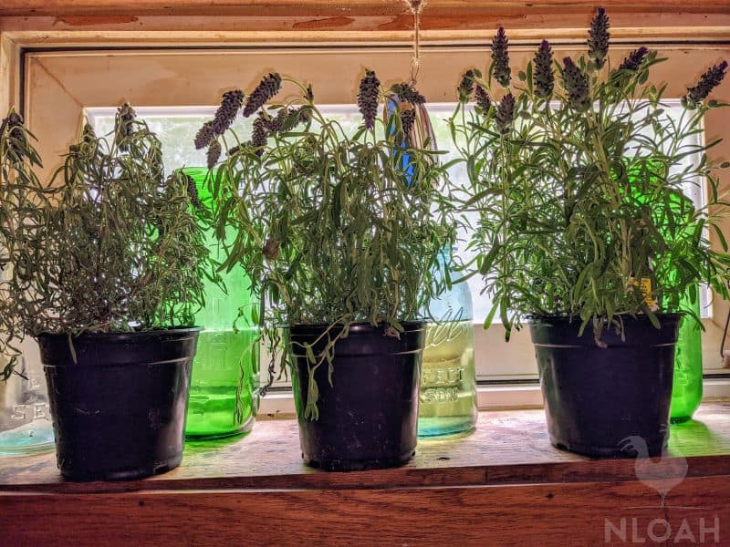 Healing plants for indoors