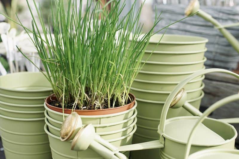 chives in containers