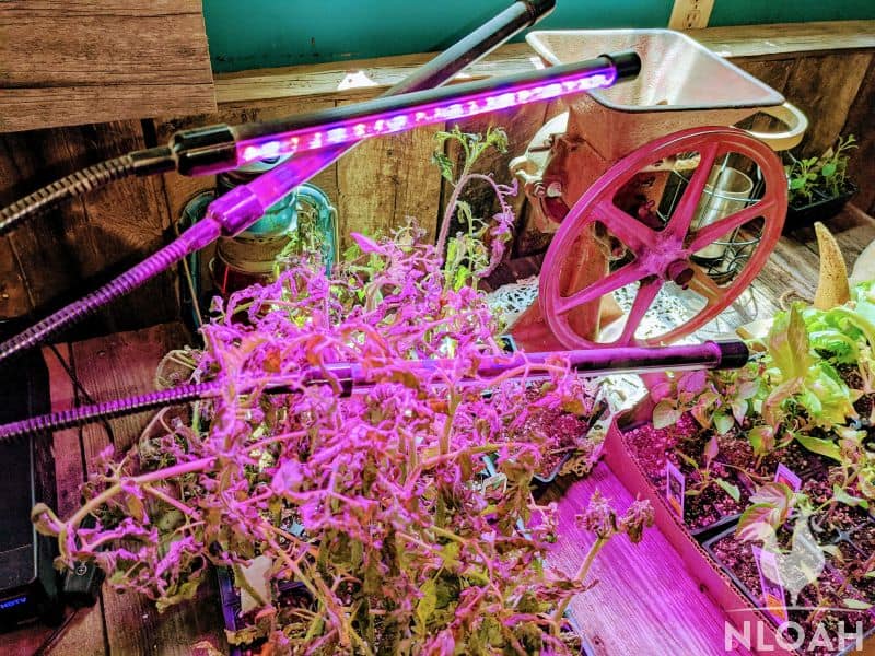 plants indoors under grow lights